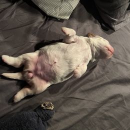 Clumber Spaniel Puppies from Briton Clumber Spaniels