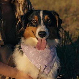 River Kate - Australian Shepherd