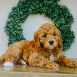 Forest - Red  male Goldendoodle puppy in Spanish Fork, Utah from K Brand Doodles