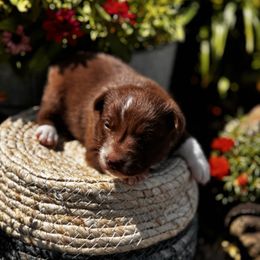 Girl 1 Red and White - White and red female Border Collie puppy in Minden, Iowa from Rocking N Registered Border Collies & Labradors