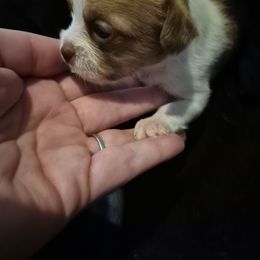 Girl 1 - Black sabled fawn female Chihuahua puppy in Trout, Louisiana from Magnolia Farm's LLC