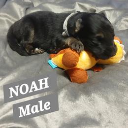 Noah Grey collar - Black and red male German Shepherd puppy in Bedias, Texas from TiPi S Ranch's German Shepherds