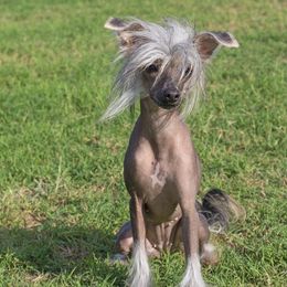 Chibi - Chinese Crested
