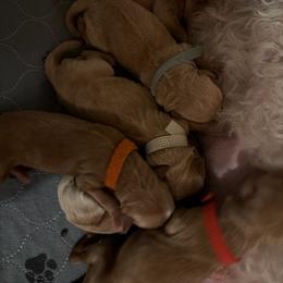 Mr Brown - Apricot male Goldendoodle puppy in Indiana, Pennsylvania from Kathy's Doodles