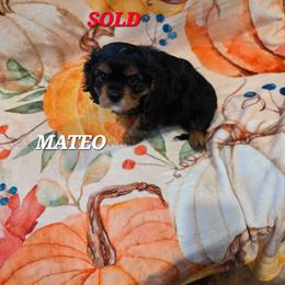 Mateo - Black and tan male Cavalier King Charles Spaniel puppy in Lehi, Utah from Angels and Nobility Cavaliers