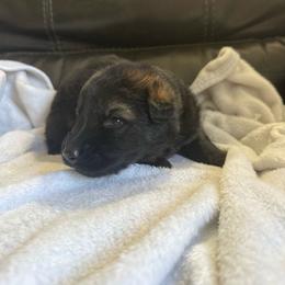 Boy 5 - Sable male German Shepherd puppy in Denver, Colorado from Morales Kennels