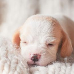 Madeleine, aka Maddi - Red and white female Beagle puppy in Caldwell, Ohio from Folklore Kennel