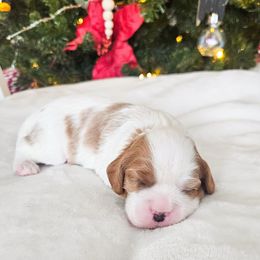 Finn - Blenheim male Cavalier King Charles Spaniel puppy in Highland, Utah from Furever Cavaliers