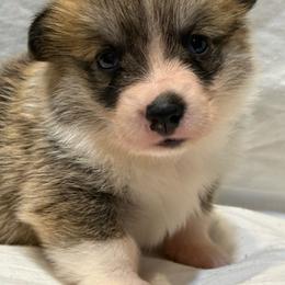 Glyn - Red male Pembroke Welsh Corgi puppy in Inola, Oklahoma from Pine Lane Pembrokes