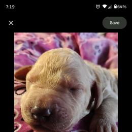 Pink collar - Cream female Goldendoodle puppy in Willow Springs, Missouri from Todd Family Homestead