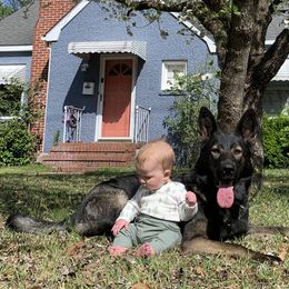 German Shepherds from Blumenhaus German Shepherd Dogs