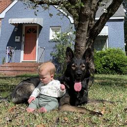 German Shepherds from Blumenhaus German Shepherd Dogs