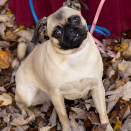 Lily - Pug