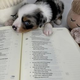 Miniature Australian Shepherd and Toy Australian Shepherd Puppies from Ollie's Aussies