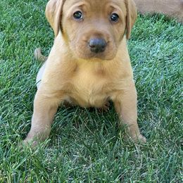 Labrador Retriever Puppies from TNT Elite Labradors