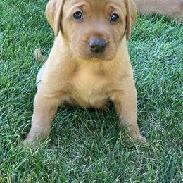 Labrador Retriever Puppies from TNT Elite Labradors