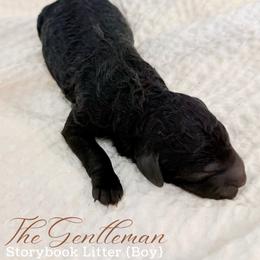 The Gentleman - Black male Goldendoodle puppy in Livermore, Colorado from Heritage Hills Family Doodles
