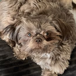 Gabby - Shih Tzu