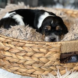 Butterball - Black brown and white male Basset Hound puppy in Lone Jack, Missouri from Wee Little Bassets
