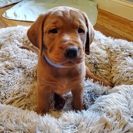 Labrador Retriever Puppies from Kilgore’s Labrador Retrievers