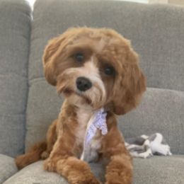Assorted Doodle Crosses, Cavalier King Charles Spaniels, Cavapoos, Maltipoos, and Poodles from Little Teton Doodles