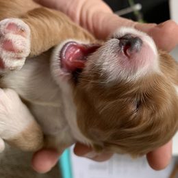 Cockapoo Puppies from ApplebyFarm