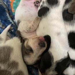Dachshund Puppies from Hursh’s Hounds
