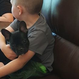 French Bulldog Puppies from Ginny's Frenchie's