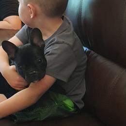 French Bulldog Puppies from Ginny's Frenchie's
