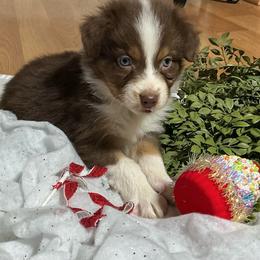 Randy - Red tri-color male Australian Shepherd puppy in Butler, Georgia from Aussies at Howling Hill Farm
