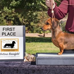 Dachshunds from Brookside Dachshunds