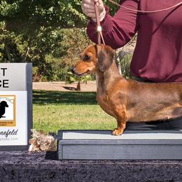 Dachshunds from Brookside Dachshunds