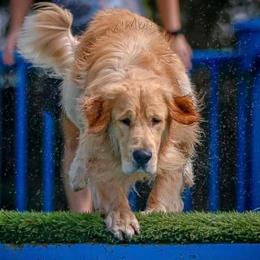 Tony - Golden Retriever