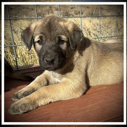 White - Fawn male Anatolian Shepherd Dog puppy in Clark, Wyoming from Fyne Acres