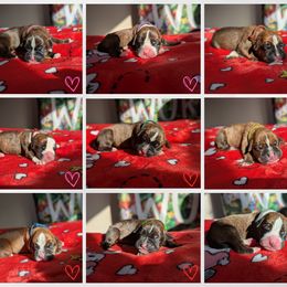 Gray - Brindle Boxer puppy in Edgerton, Wisconsin from Beach Ave Boxers
