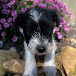 Pattie - Parti female Miniature Schnauzer puppy in Dunlap, Tennessee from Beards of Glory