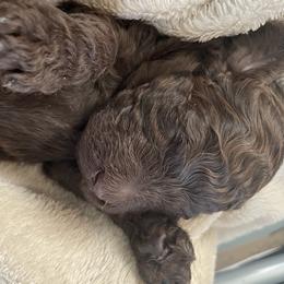 Colt - Brown male Poodle puppy in Mechanicsburg, Pennsylvania from Ashton’s Standards