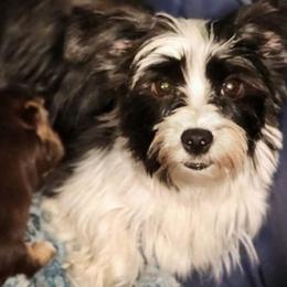Aspen - Black female Morkie puppy in West Enfield, Maine from GRIFFEY'S SPA AND KENNEL