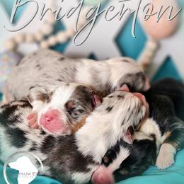 Benedict - Blue merle male Australian Shepherd puppy in Croswell, Michigan from Platinum Edition Australian Shepherds