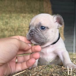 Boy 1 black collar - Blue fawn male French Bulldog puppy in Brooksville, Florida from Post Farm Rottweilers & French Bulldogs