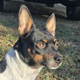 Gypsy - Teddy Roosevelt Terrier