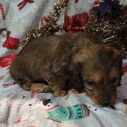 Dachshund Puppies from CLARK'S BREEDING PROGRAM