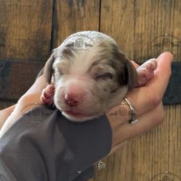 Mr. Orange-4800 - Dapple male Dachshund puppy in Ocala/Gainesville, Florida from From the Heart Doxies