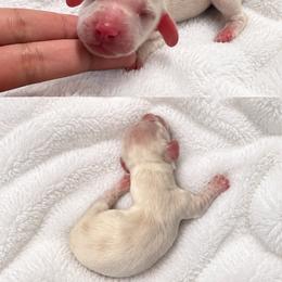 Cream girl - Cream female Dachshund puppy in Wahiawa, Hawaii from Versatile Ohana