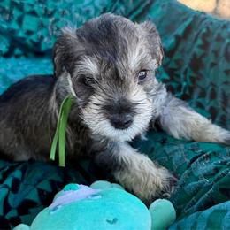 Baker - Salt and pepper male Miniature Schnauzer puppy in Comanche, Texas from Circle R