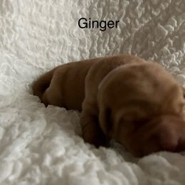 Ginger - Yellow female Labrador Retriever puppy in Princess Anne, Maryland from Little Farm