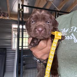 Yellow - Chocolate female Labrador Retriever puppy in Newton Grove, North Carolina from Wayalife Labradors & Gsp’s
