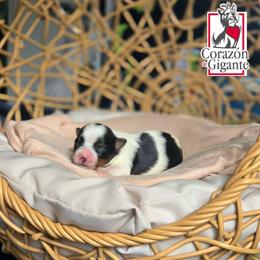 Dylan - Black tan and white female Biewer Terrier puppy in California from Corazon de gigante