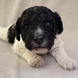 Dakota - Parti female Goldendoodle puppy in Saint Louis, Missouri from Jax Doodles