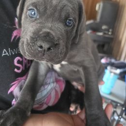 Boy 2 - Gray male Cane Corso puppy in Dunnellon, Florida from Touch of Spice Kennels